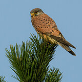 Birds of prey